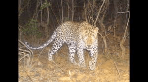 Leopard Attack Bijnor
