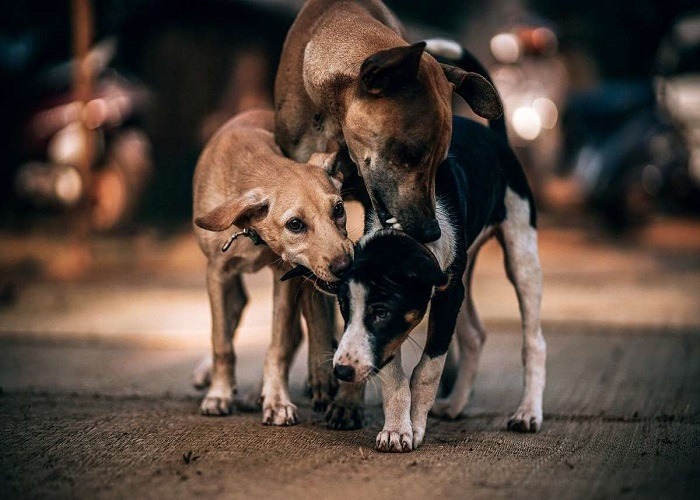 stray-dogs-india-pixabay-1698145507