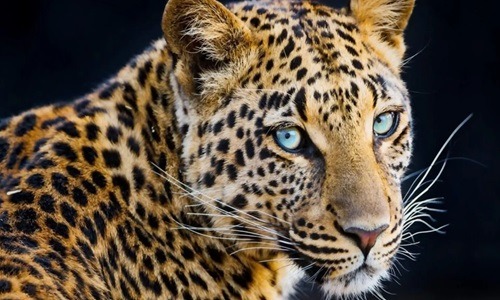 Leopard 1