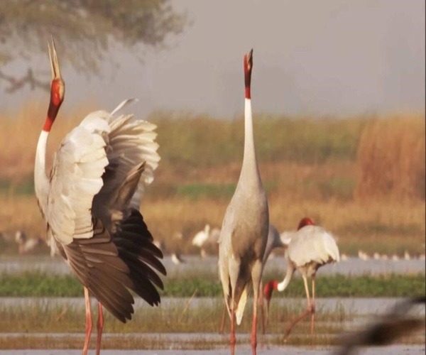 Okhla-Bird-Sanctuary-Noida-
