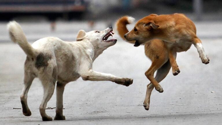 Stray_dogs-Reuters