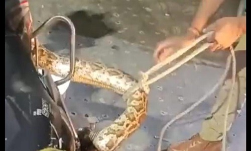 Villagers in Greater Noida were shocked to see a 14 feet long python