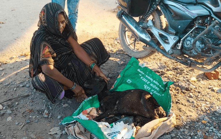 Woman reached SP to complain with goat's dead body