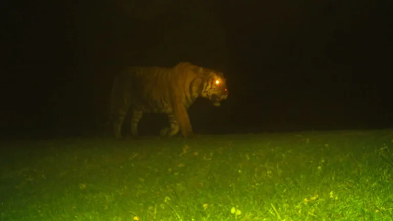 dreaded tiger in lakhimpur khiri