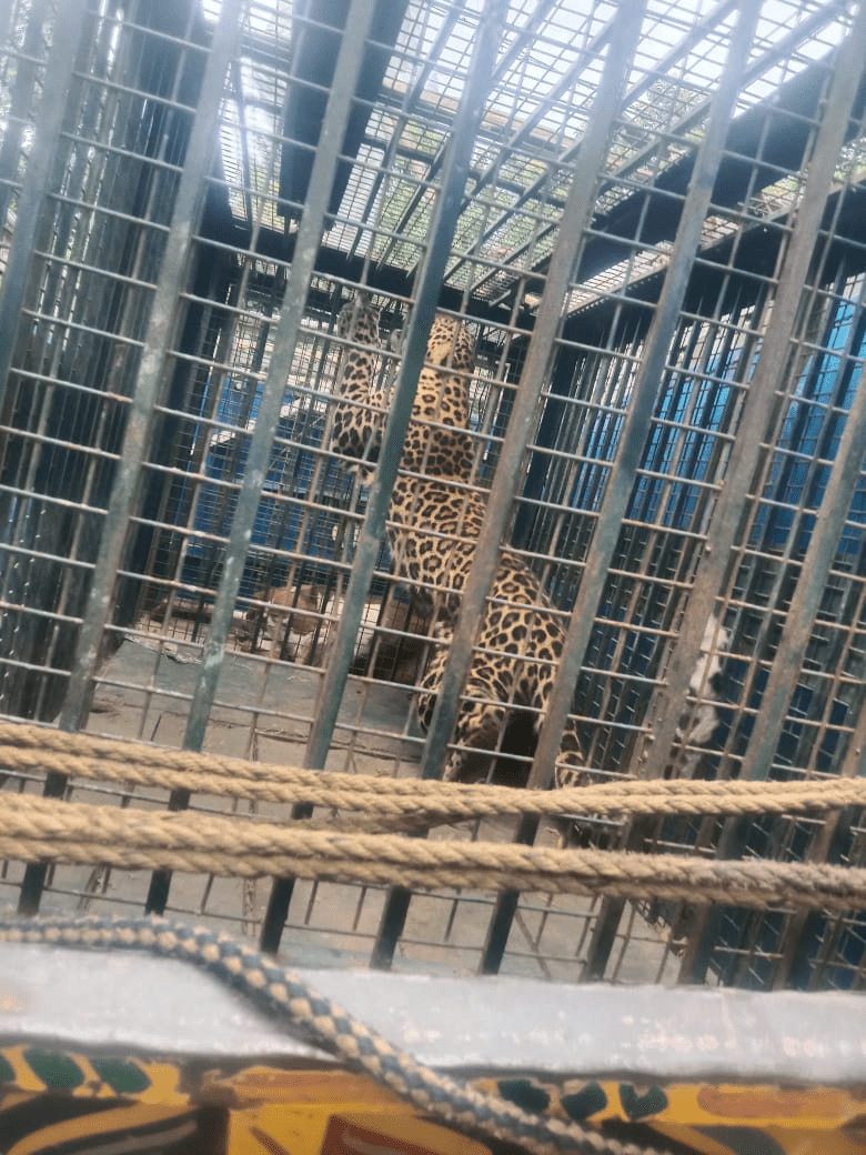 leopard trapped in cage in Rampur