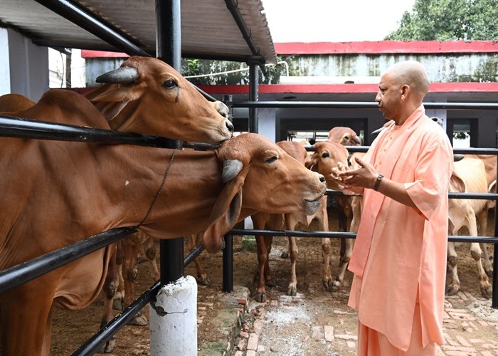 yogi 5