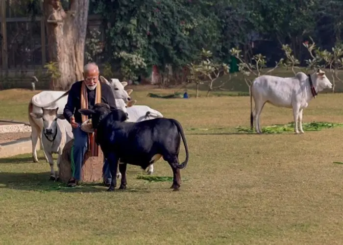 Punganur cow milk
