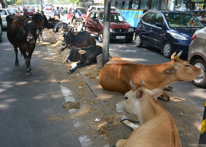 cows on the streets