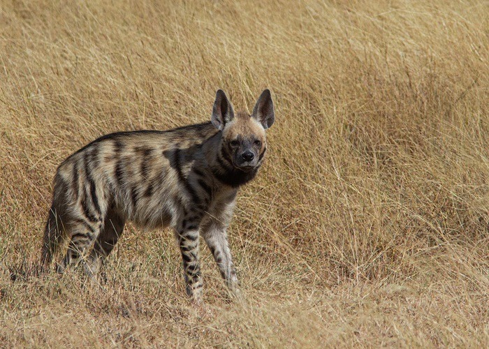 hyena was seen in Greater Noida