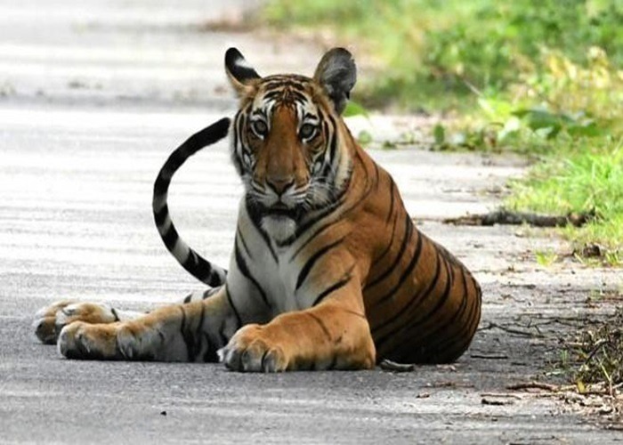 tiger attack bahraich farmer death
