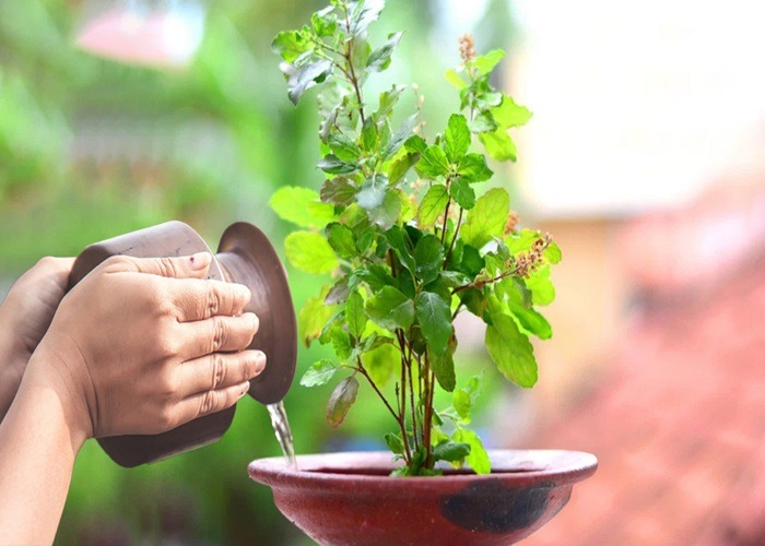 tulsi