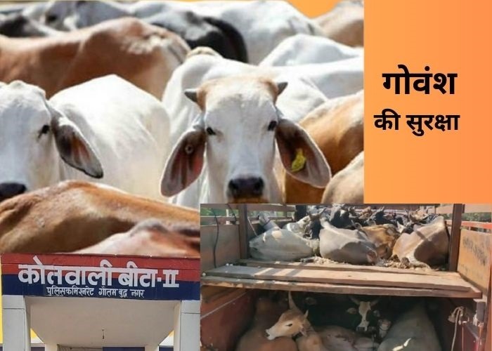 नोएडा पुलिस गोवंश मुक्त