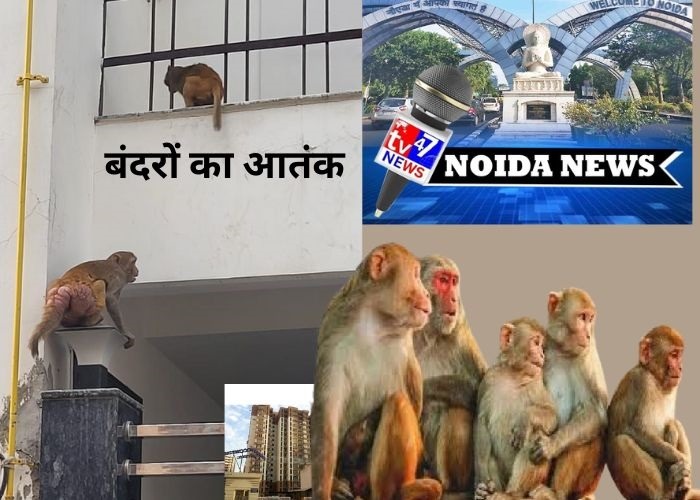 नोएडा में बंदरों का आतंक