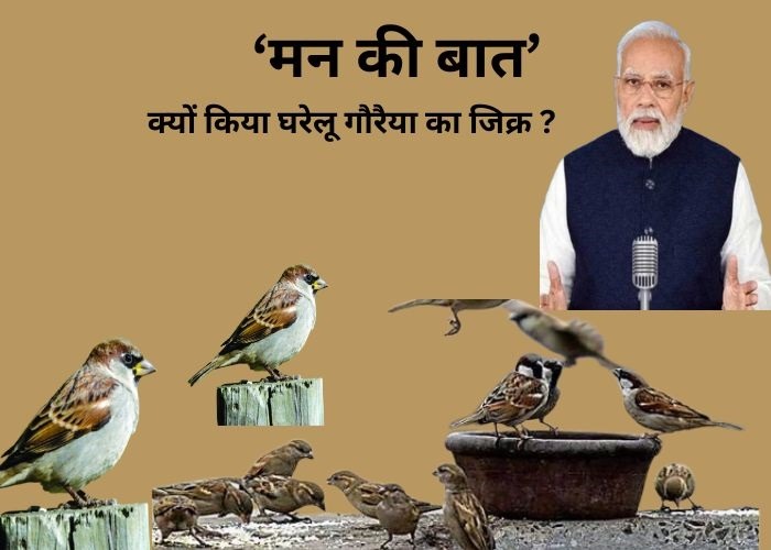 पीएम मोदी ने क्‍यों किया घरेलू गौरैया का जिक्र 1