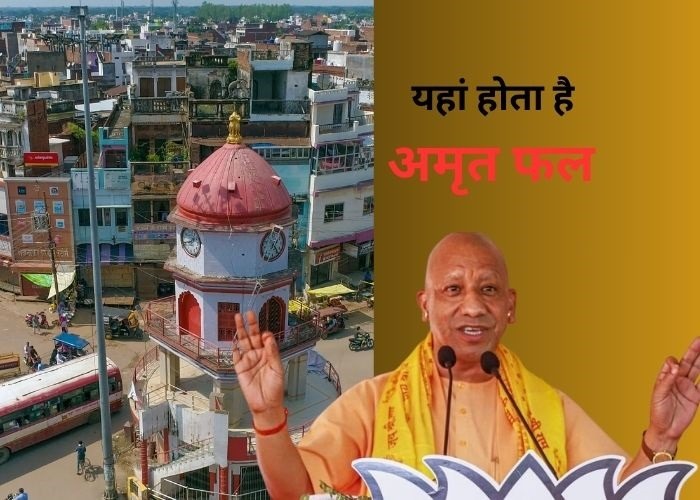 यहां होता है अमृत फल...