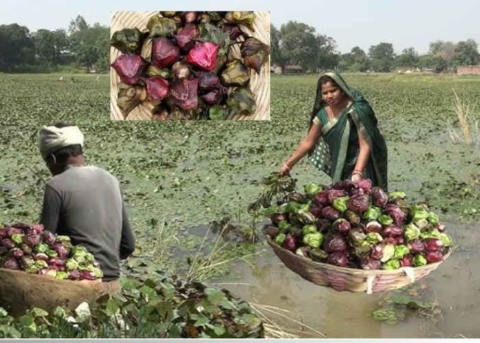 सिंघाड़ा benifit
